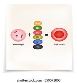 Vitamins are essential for the development of red blood cells. Erythrocyte. Infographics.  Vector Illustration.