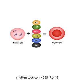 Vitamins are essential for the development of red blood cells. Erythrocyte. Infographics.  Vector Illustration.