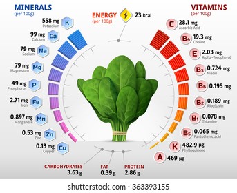 Vitamins and minerals of spinach leaves. Infographics about nutrition facts in green spinach. Vector illustration