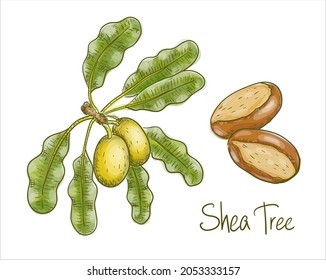 Vitellaria paradoxa or shea tree, shi tree. Vector illustration svg