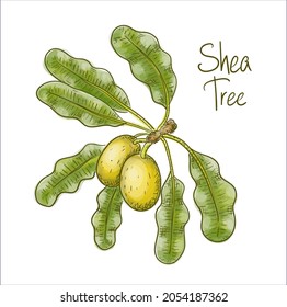 Vitellaria paradoxa, shea tree, shi tree. Vector illustration svg