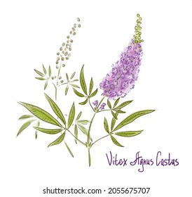 Vitex agnus-castus, also called vitex, chaste tree or chastetree, chasteberry, Abraham's balm, lilac chastetree, or monk's pepper. Vector illustration