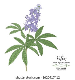 Vitex agnus-castus, vitex, chaste tree branch with flowers hand drawn. Colorful vector illustration. Detailed sketch style.