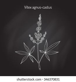 Vitex Agnus-castus, Or Vitex, Chaste Tree, Chasteberry, Medicinal Plant. Vector Illustration