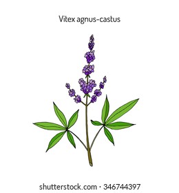 Vitex Agnus-castus, Or Vitex, Chaste Tree, Chasteberry, Medicinal Plant. Vector Illustration