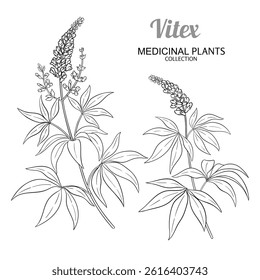 Vitex Plant with Flowers Outline Illustration
