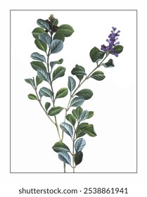 Vitex trifolia, hand-painted floral and botanical painting, hand-painted herbal painting, natural herbs.