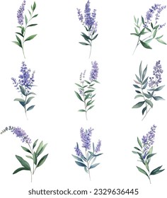 Vitex.Watercolor set of herbs. Hand drawn illustration isolated on white background