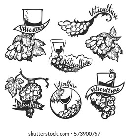 Viticulture lettering. Hand drawn vector grapevine illustration, greeting card, design, logo.