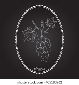Vitis vinifera, common grape vine. Hand drawn botanical vector illustration