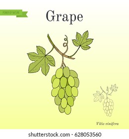 Vitis vinifera, common grape vine. Hand drawn botanical vector illustration