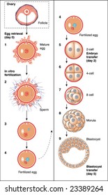 Microbiology Diagram Show Step Binary Fission Stock Vector (Royalty ...