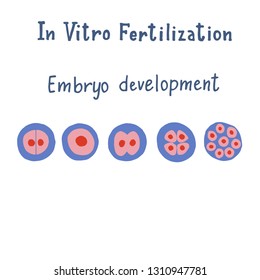 In vitro fertilization infographic in flat and handdrawn style with hand lettering. Scheme of embryo development. Vector illustration for scientific manual 