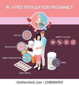 In vitro fertilization pregnancy isometric infographics with embryo culture egg cell embryo implantation elements vector illustration