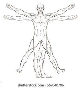 Vitruvian man style human figure like Leonard Da Vinci s  anatomy illustration