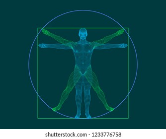 Vitruvian man. Wireframe human body. Vector outline illustration.