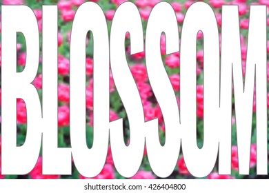 Vivid blossom banner. Pink flowers. Vector illustration
