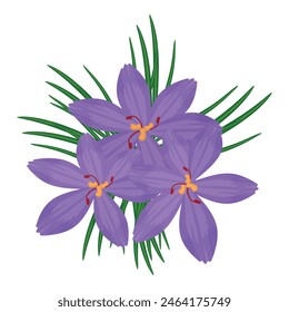 Vivid and elegant vector illustration of a beautiful purple crocus flower with green leaves. Blooming in spring. Isolated on a bright and colorful background. Perfect for botanical. Nature
