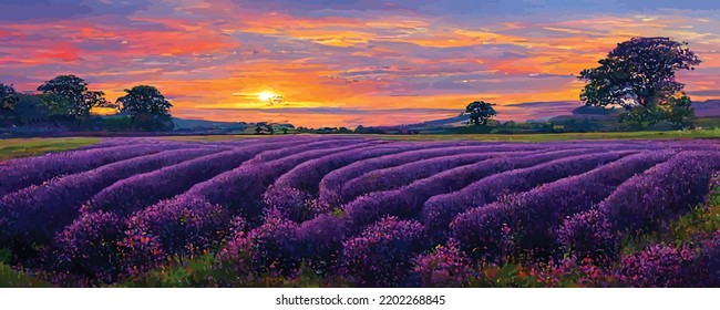 campo de lavanda violáceo floreciente en verano al sol