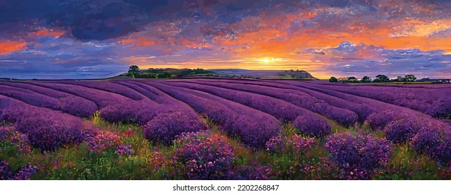 campo de lavanda violáceo floreciente en verano al sol