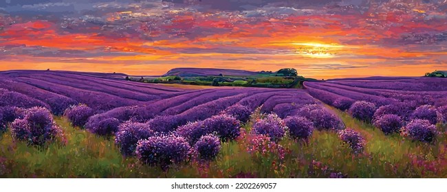 vivid purple blooming lavender field in summer at sun