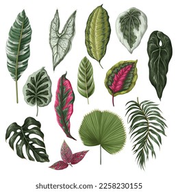 Hojas tropicales vívidas aisladas. Vector