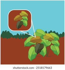 Vivid vector illustration showcasing a detailed view of a tropical plant with vibrant green leaves and distinctive seed pods. The artwork highlights specific features,making it perfect for educational