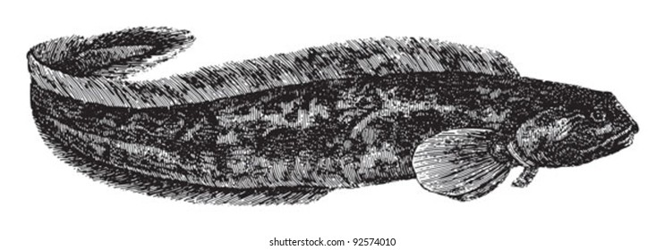 Viviparous eelpout (Zoarces viviparus) / vintage illustration from Meyers Konversations-Lexikon 1897