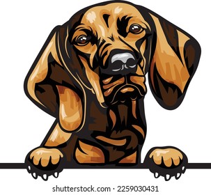 Vizsla Color Peeking Dogs. Color image of a dogs head isolated on a white background. Dog portrait, Vector illustration