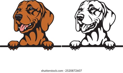 Vizsla cor espiando cães vetor, fundo branco, ilustração vetorial