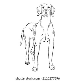 Vizsla dog isolated on white background. Hand drawn dog breed vector sketch.