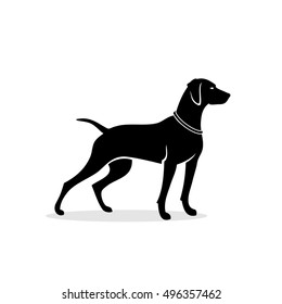 Vizsla dog - vector illustration