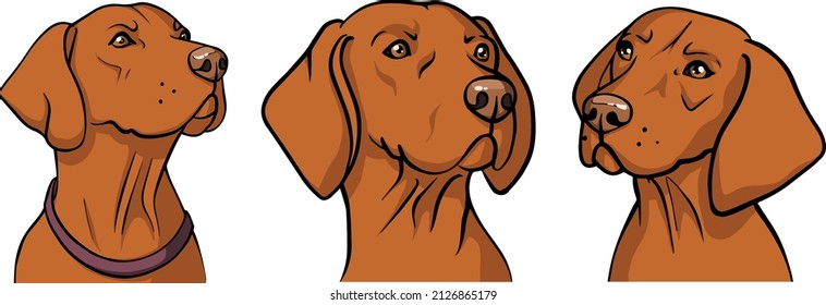 Vizsla dog vector portraits stickers