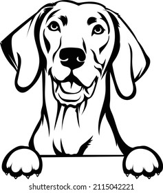 Vizsla Peeking Dog Vector Image Vizsla Dog Head Outline Silhouette Cricut EPS