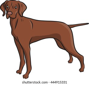 Vizsla puppy