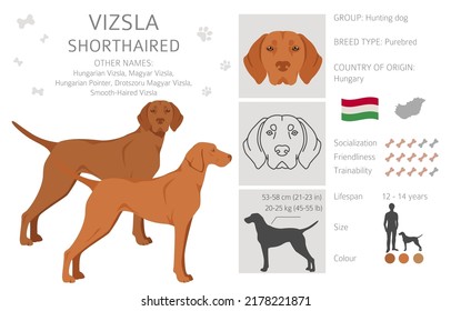 Vizsla shorthaired clipart. Different poses, coat colors set.  Vector illustration