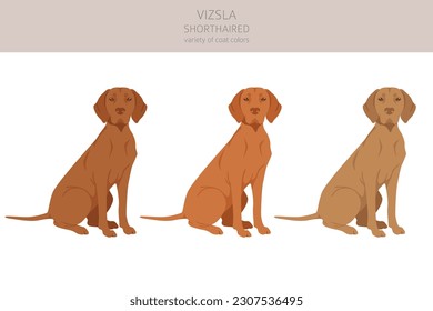 Vizsla shorthaired clipart. Different poses, coat colors set.  Vector illustration