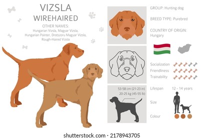 Vizsla wirehaired clipart. Different poses, coat colors set.  Vector illustration