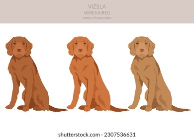Vizsla wirehaired clipart. Different poses, coat colors set.  Vector illustration