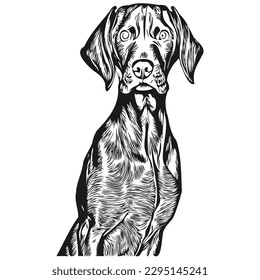 Vizslas dog hand drawn illustration, black and white vector pets logo line art
