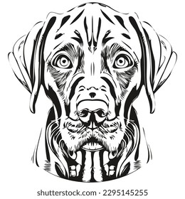 Vizslas dog hand drawn illustration, black and white vector pets logo line art
