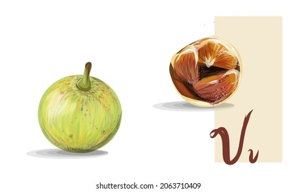 Voa vanga exotische Früchte mit anderen Namen spanische Tamarinde. Vangueria frische realistische Früchte, Hand ertrunken bunt und flach.