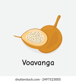 Voavanga Vector Illustration: Tropical and Rare Malagasy Fruit