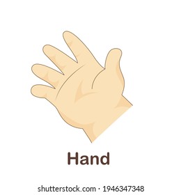 Vocabulary Flash Card for kids. hand with picture of hand (Vocabulary for CEFR : A1-A2 Level)