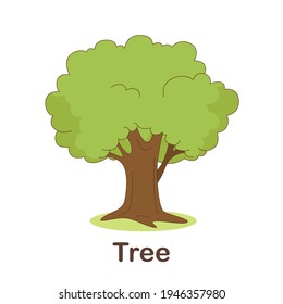 Vocabulary Flash Card for kids. tree with picture of tree (Vocabulary for CEFR : A1-A2 Level)