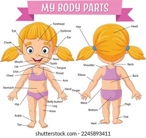 Vocabulary of girl body parts