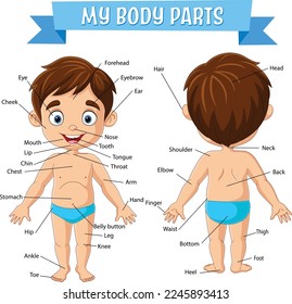 Vocabulary of little boy body parts