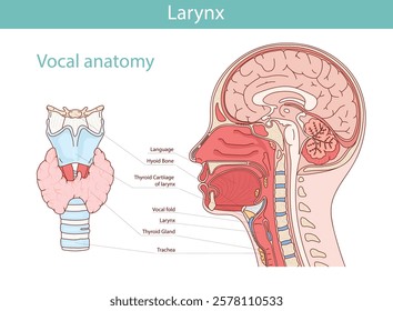 Vocal anatomy vector illustration. Larynx, thyroid gland, oral cavity. Medical vector illustration of internal organs.