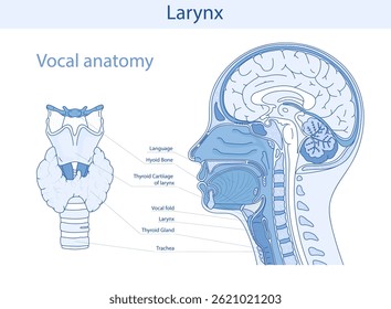 Vocal anatomy vector illustration. Larynx, thyroid gland, oral cavity. Medical vector illustration of internal organs.