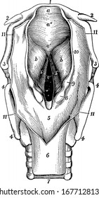 Vocal Chords, Vintage Line Drawing Or Engraving Illustration.